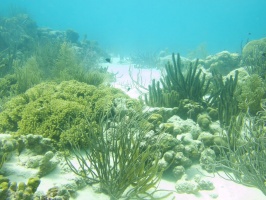 Reef IMG 5896